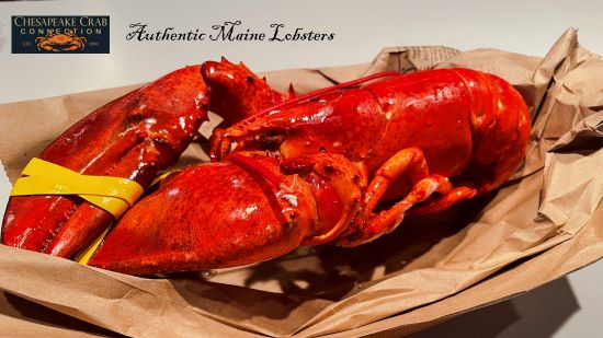 Authentic Maine Lobsters